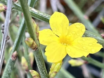 Plantes fleuries