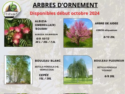 Catalogue d’arbres d’ornement conteneurs 2024