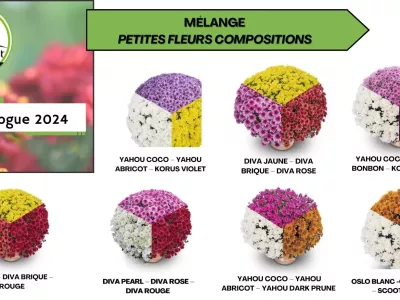 Collection de chrysanthème 2024