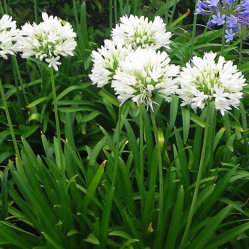 agapanthus_africanus_albus_-_agapanthe_blanche_d_afrique_-_fleurs.webp
