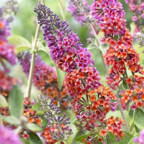 arbre-papillons-bicolore-flower-power_fr_500_0026348-2.webp