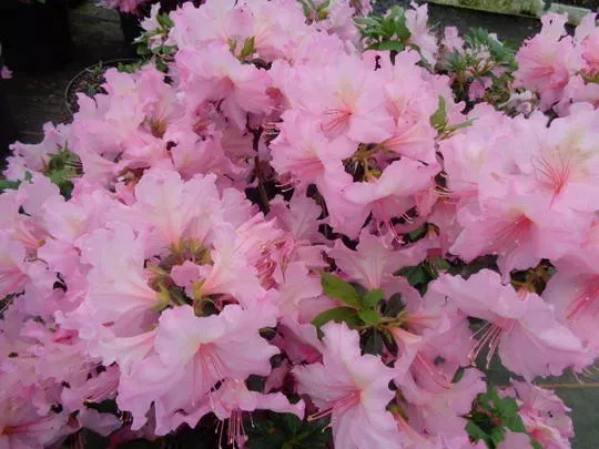 azalea_broceliande_lancelot_drt_41_5__004638100_1859_11042016.webp