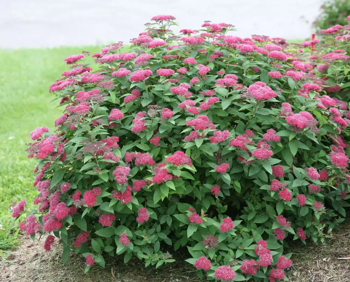 csm_proven_winners__spiraea_jap__smnsjmfr__double_play__red_7_cut_out_852ff06721.webp