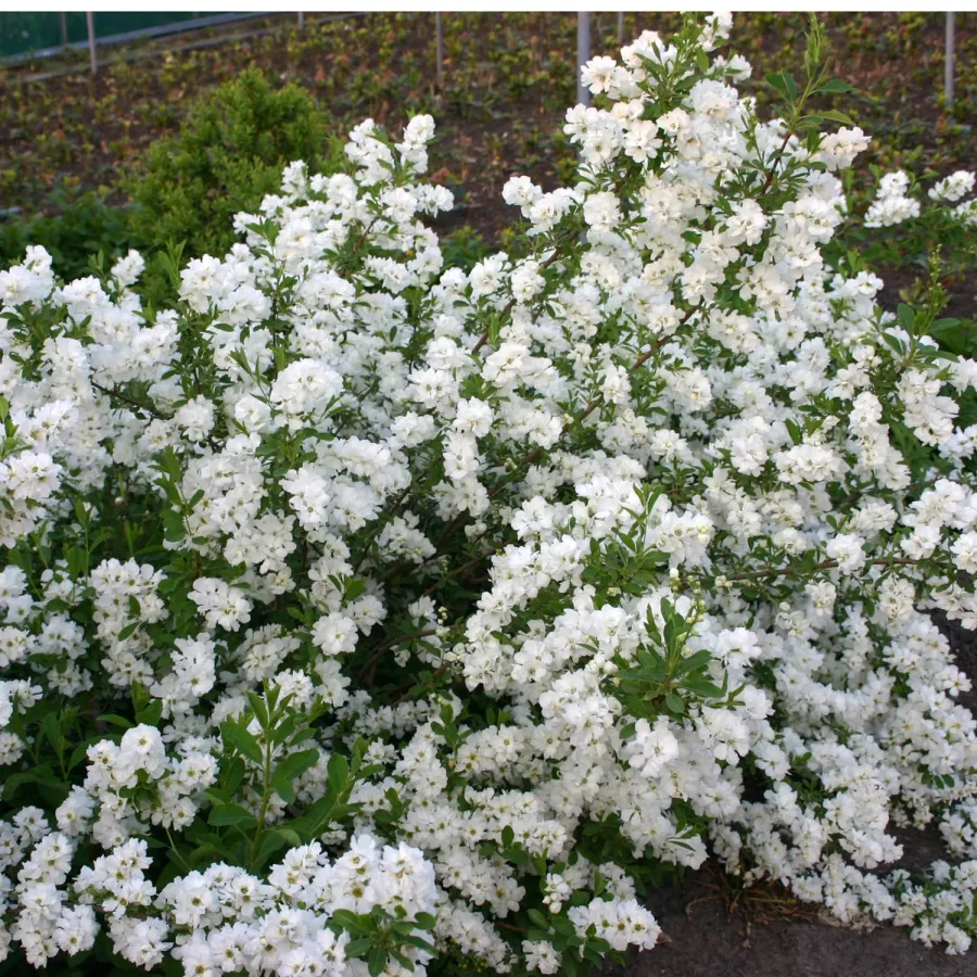 exochorda_snow_day_surprise_pearl_bush_pw_exosd_02.webp