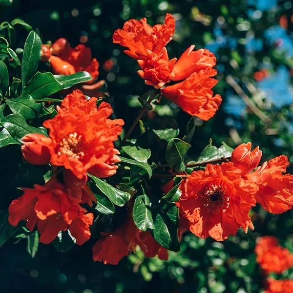grenadier_a_fleurs_-_punica_granatum_pleniflora_adobestock_332879484_web_m.webp