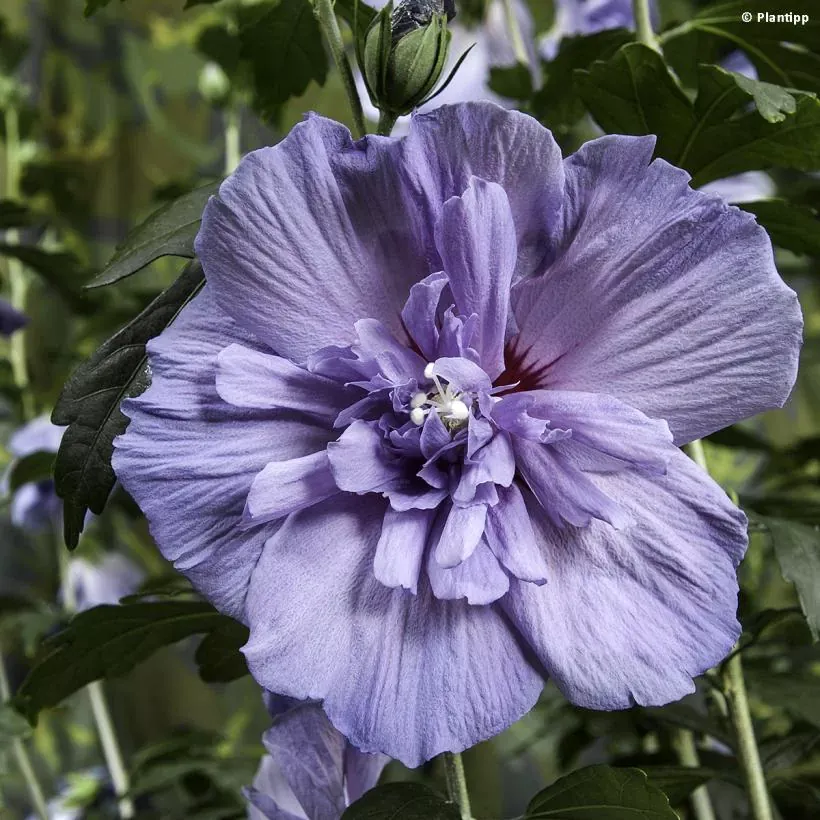hibiscus-blue-chiffon-copyright-95092-1_1.webp