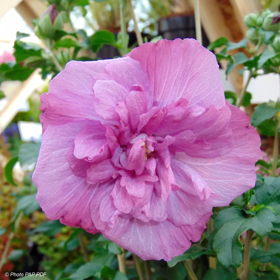 hibiscus-syriacus-magenta-chiffon-83145-1.webp