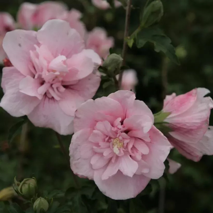 hibiscus-syriacus-pink-chiffon-81339-1.webp
