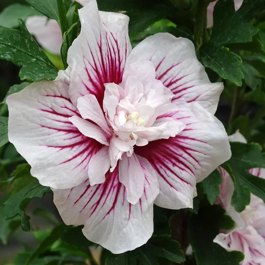 hibiscus-syriacus-starburst-chiffon-althea-copyright-837381-3.webp