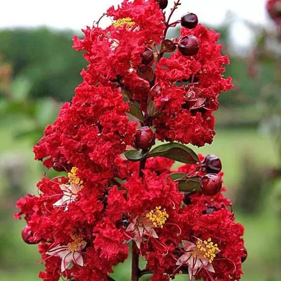 lagerstroemia-indica-red-rocket-ctr-3l.webp