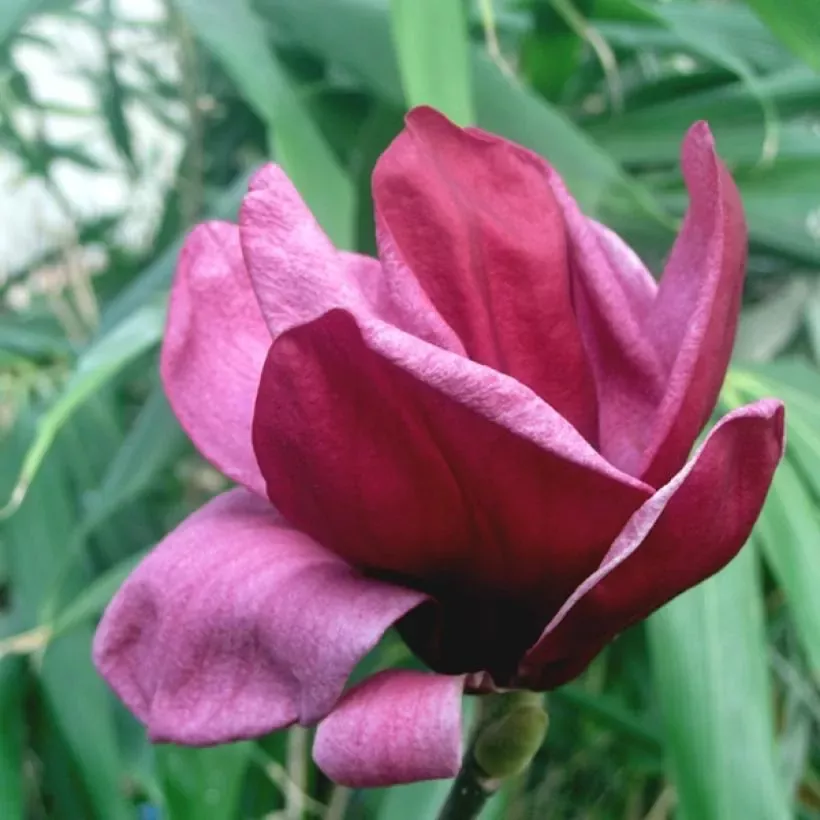 magnolia-genie-7499-2.webp