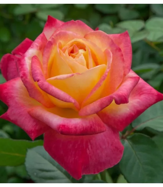 Rosier tige Oriental Peace 7.5L