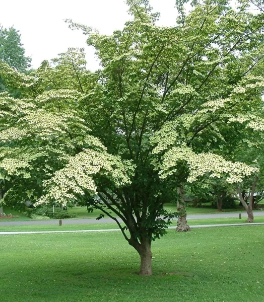 CORNUS KOUSA NICOLE 5L