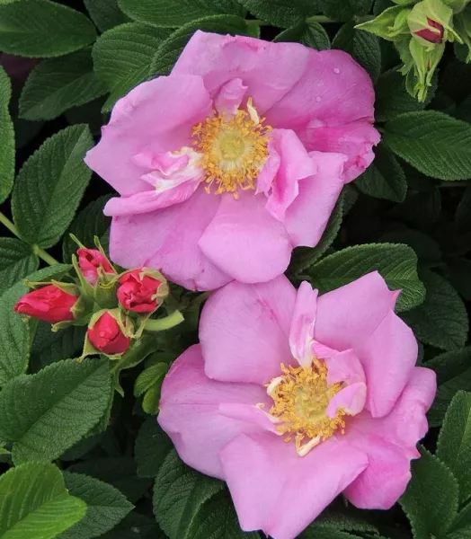 ROSA rugosa ANGELIA (R) PINK 4L