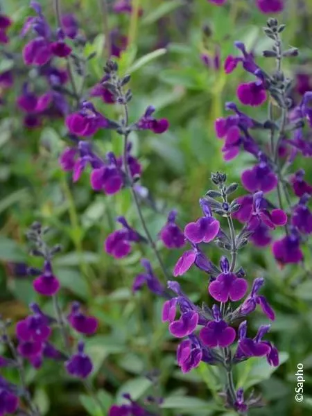 SALVIA  jamensis 'Violette de Loire' 3L