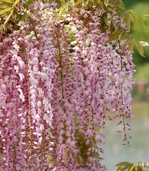 Wisteria floribunda 'Rosea' 4L