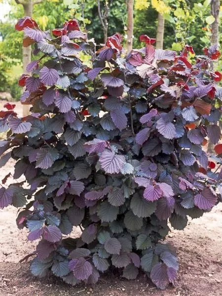 26972-2-corylus_avellana_rote_zellernuss_0.webp