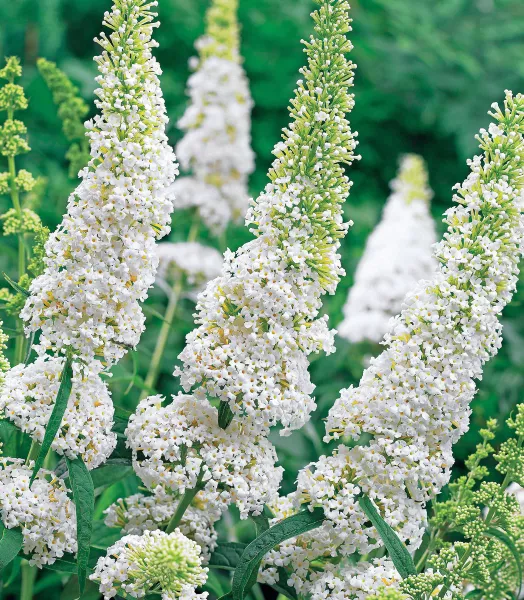31043_3_1200x1200_crop_center.webp