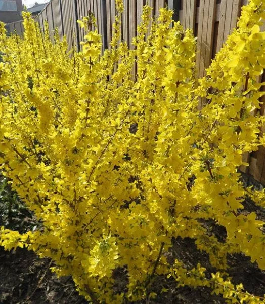 FORSYTHIA x intermedia  Mikador 4L