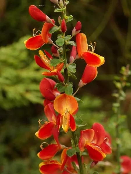 CYTISUS SCOPARIUS LENA 4L