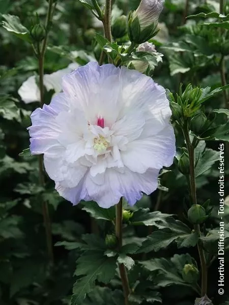 442532-01.webp