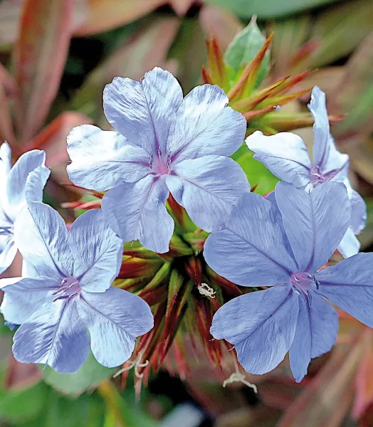 5cc1a92a565eb_1_ceratostigma_summer_sky_r_fleuron_bd.webp