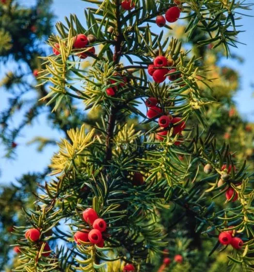 65sazjdt_b861.webp