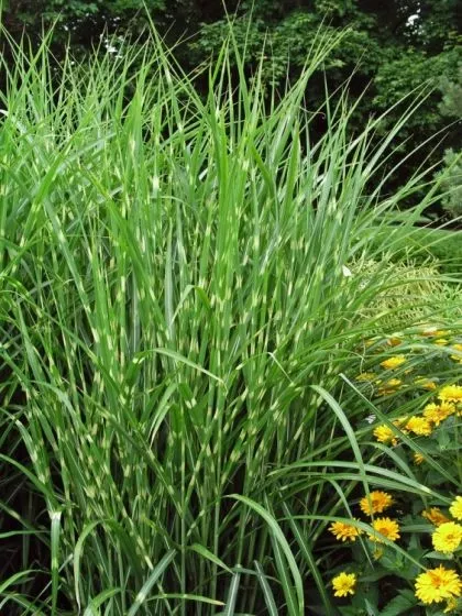 MISCANTHUS sinensis Strictus 4L