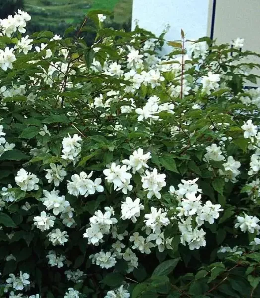 74373ec3-81ab-42ac-889f-6af44f000473_large.webp