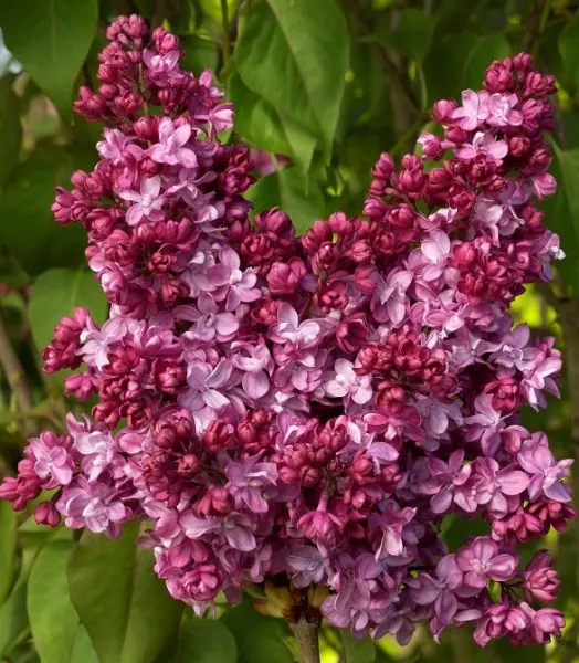 SYRINGA VULGARIS PRINCE WOLKONSKY  4L