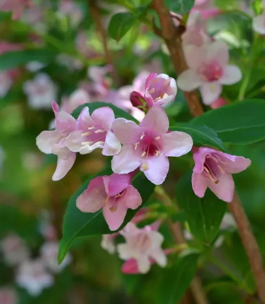 abelia-edward-goucher-copyright-a-839002-2.webp