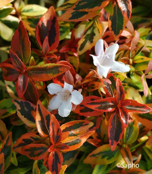 abelia-grandiflora-kaleidoscope_0.webp