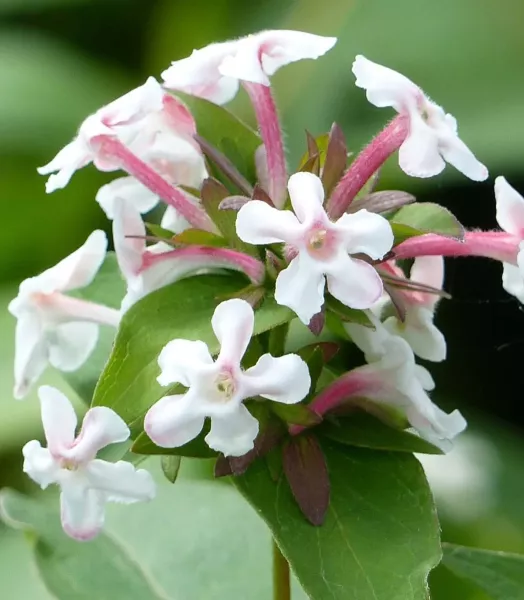 abelia-mosanensis-monia-83903-3.webp