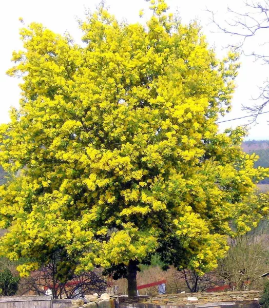 acacia-dealbata-84794-2.webp