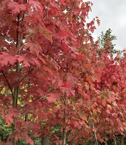 acer-automn-blaze-scaled.webp