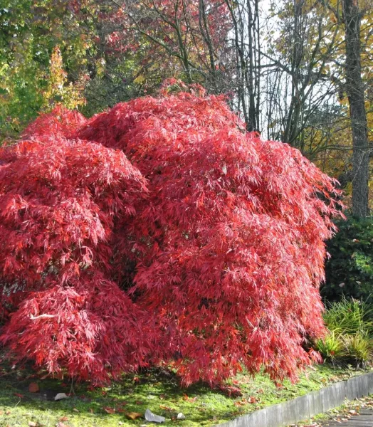 acer-palmatum-garnet.webp
