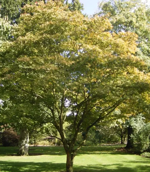 acer-palmatum-osakazuki-ld-wlcutler-781551-1.webp