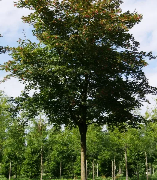 acer-zoeschense-annae.webp