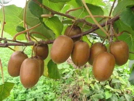 ACTINIDIA CH. Hayward 4L