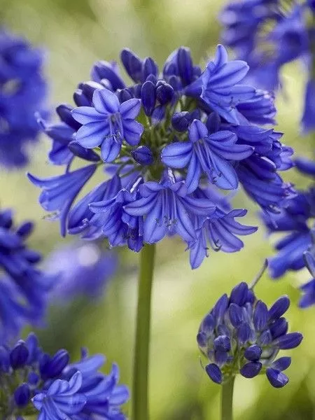 agapanthe-blue-thunder-26954.webp
