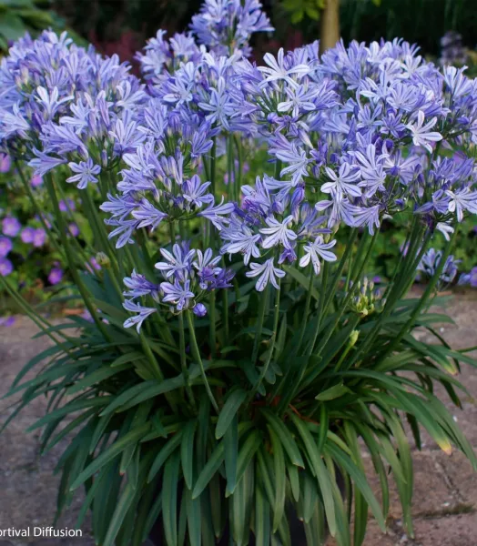 agapanthe-charlotte-vivaces-15367-1_1.webp