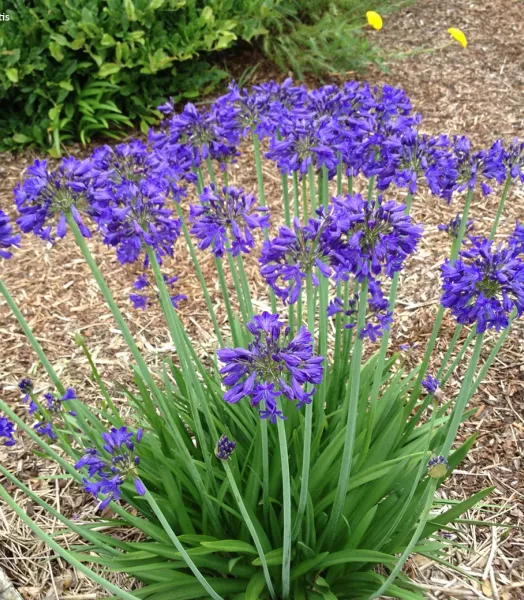 agapanthe-praecox-sofie-if-21662-1.webp