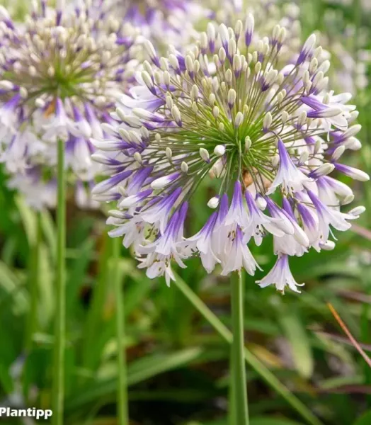 agapanthus-fireworks-88871-3.webp