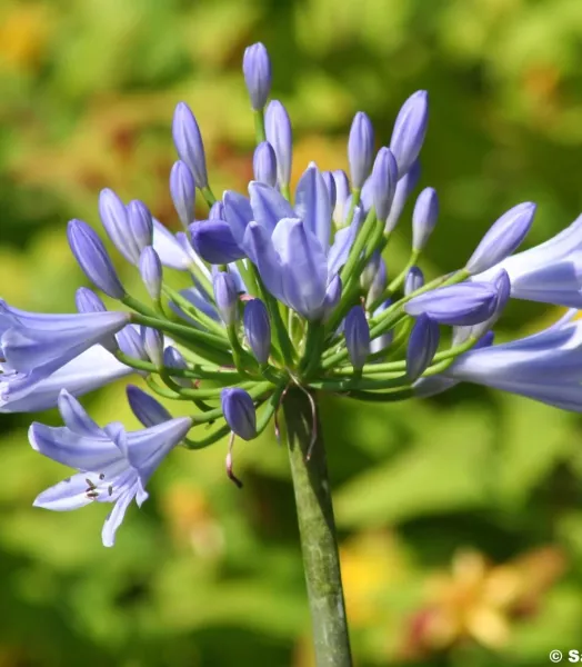 agapanthus-pitchoune-blue-0524-2.webp