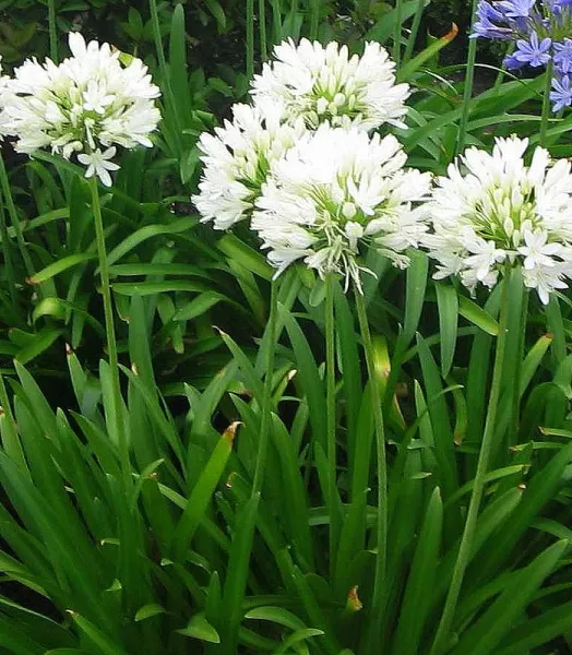 agapanthus_africanus_albus_-_agapanthe_blanche_d_afrique_-_fleurs.webp