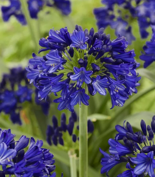 agapanthus_midnight-sky_3023_04.webp