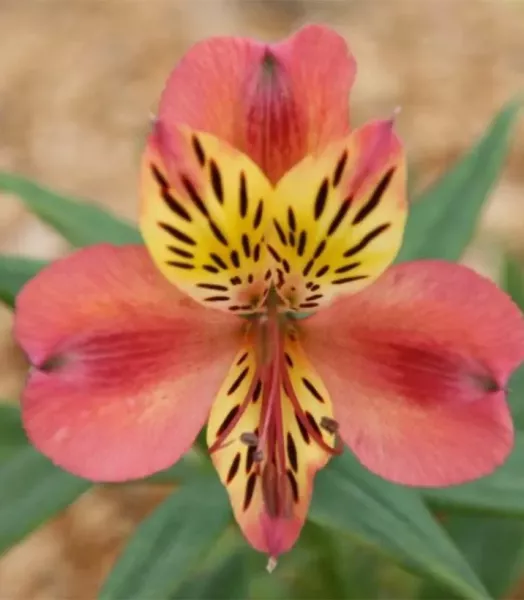 Alstroémère haute Majestics Avrillé 3L