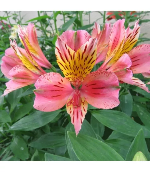 Alstroémère 'Baugé' 3L