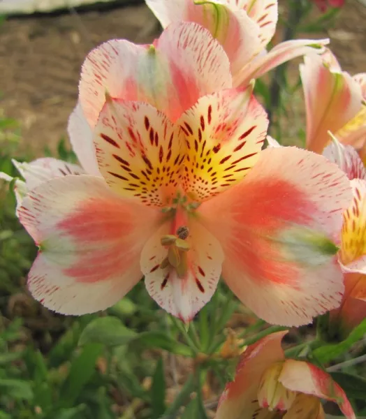 Alstroémère Duc d'Anjou Jean 3L