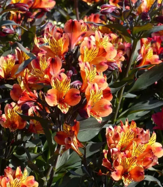 Alstroémère Indian Summer  3L